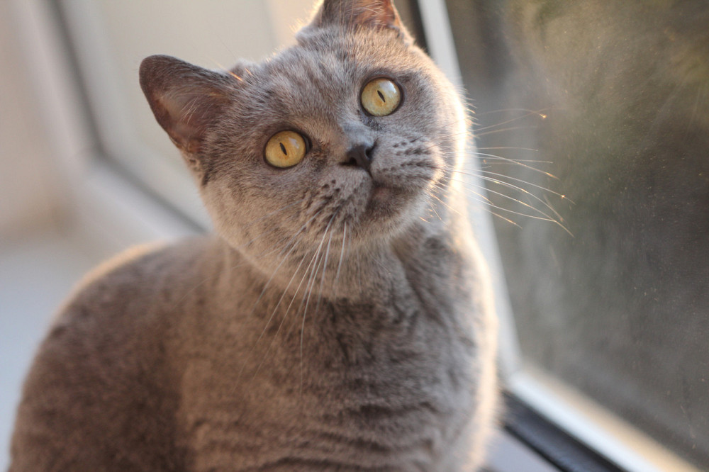 Професійний фотоапарат Canon EOS 600D Дзеркалка.Комплект. Б\У Київ - фото 5