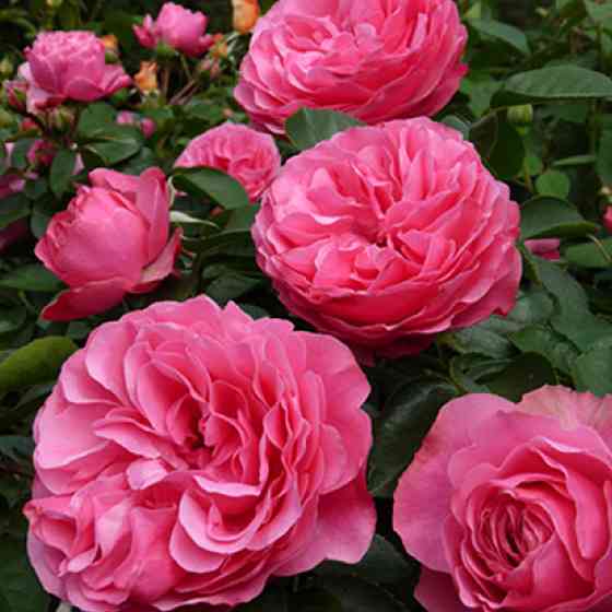 Саженцы роз на штамбе Леонардо да Винчи (привитый) Черновцы