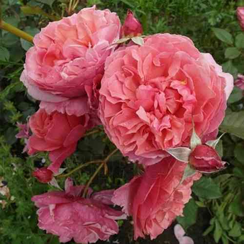 Саджанці троянд Ладюре (привитий) - 2-річний Чернівці