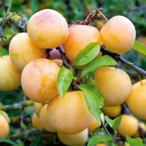 Саженцы диплоидной сливы Ренклод Белый (привитый) - 1-летний Черновцы