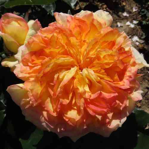 Саджанці троянд Генрі Дельбар (привитий) - 2-річний Чернівці