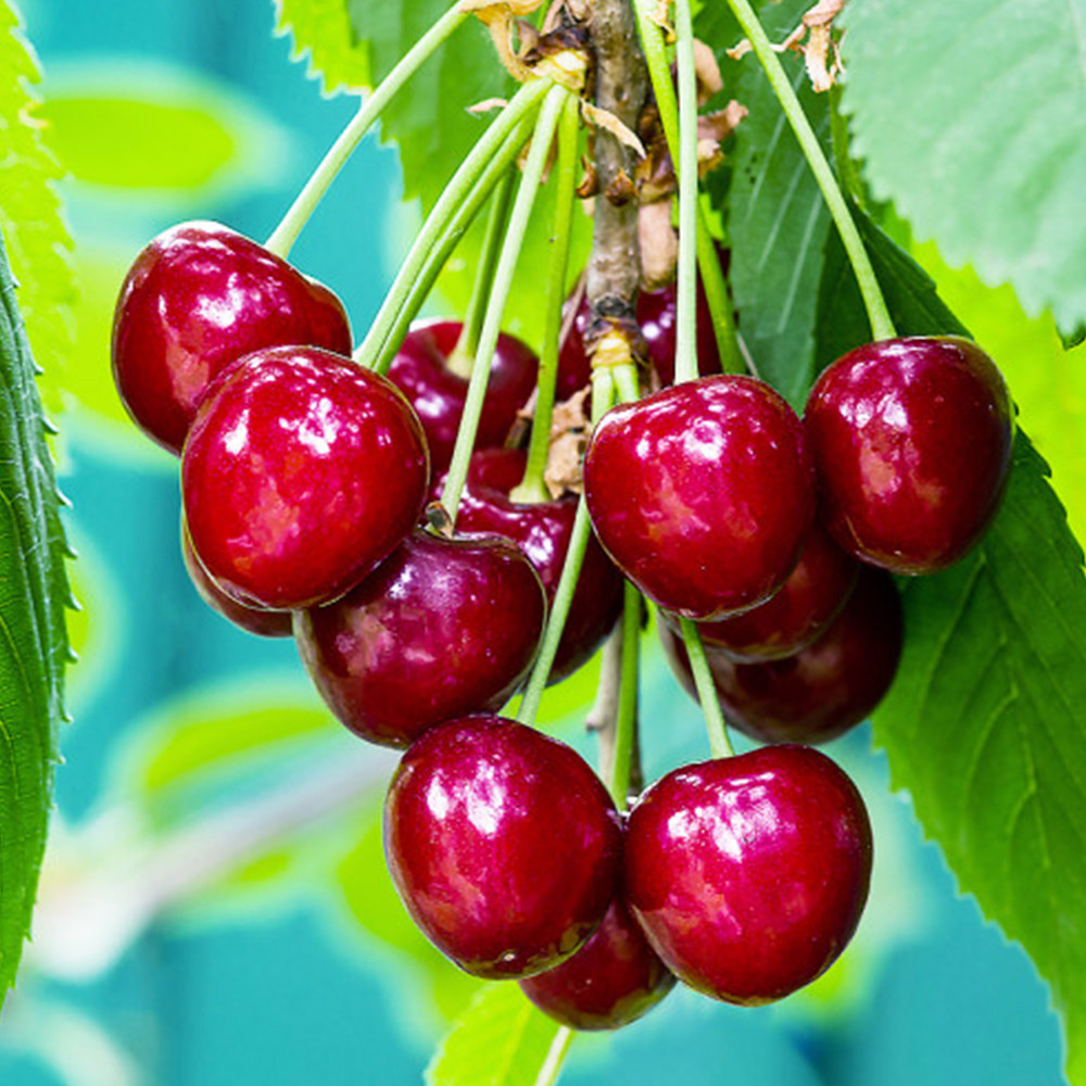 Саджанці вишні Норд Стар (привитий) - 1-річний Чернівці - фото 2