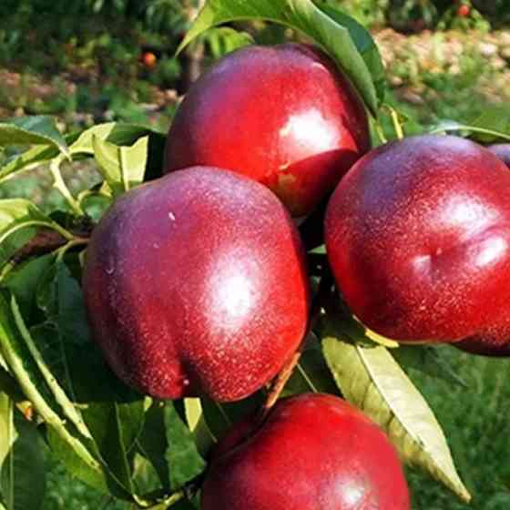 Саджанці нектарину Медведівський (привитий) - 2-річний Чернівці