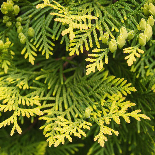 Саджанці туї Ауреоспіката Чернівці - фото 1