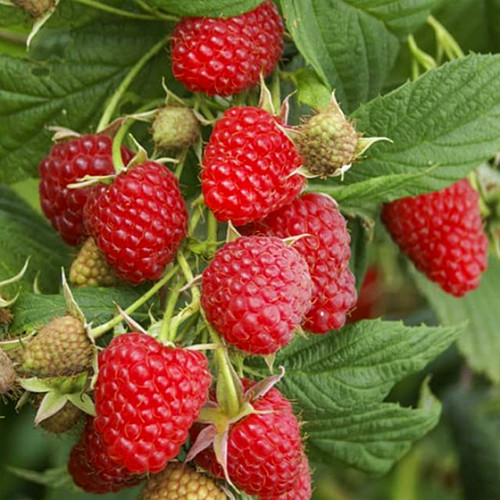 Саженцы малины Вилламетте (черенкованный) - 1-летний Черновцы - изображение 1