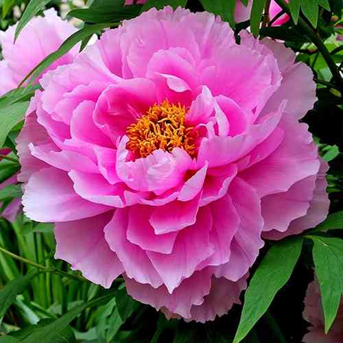 Саджанці піона деревоподібного Розписне Сяйво (сіянець) - 1-річний Чернівці