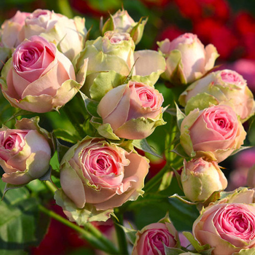 Саджанці троянд Мімі Еден (привитий) - 2-річний Чернівці - фото 1