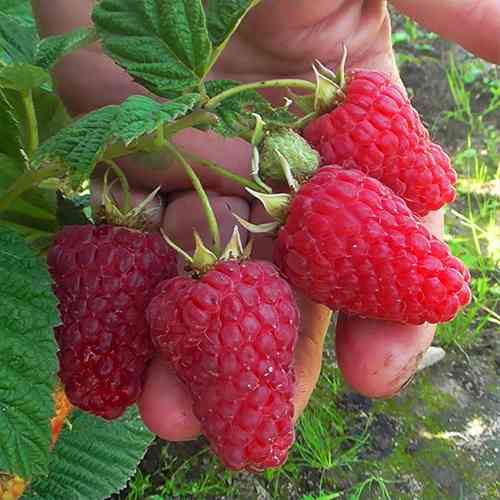 Саджанці малини Радзійова (черенкований) - 1-річний Чернівці