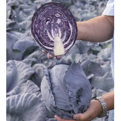 Капуста червоноголова Рексома F1 середньопізня 20шт Професійне насіння Житомир