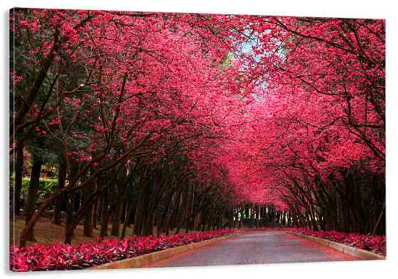 Картина полотно у вітальню / спальню     Природа    MLP_155  ( 60х30см ) 40x80 см Київ