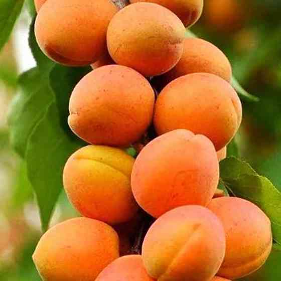 Саженцы колоновидного абрикоса Санни (привитый) - 2-летний Черновцы