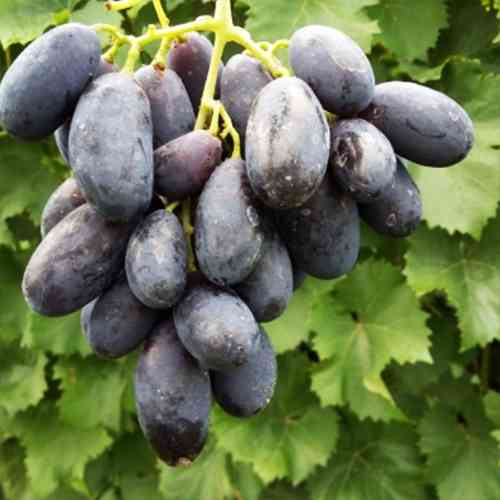 Cаджанці винограду Наталі (черенкований) - 2-річний Чернівці