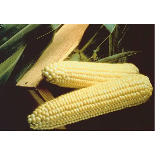 Кукурудза цукрова Спіріт F1 рання 20шт Професійне насіння Житомир