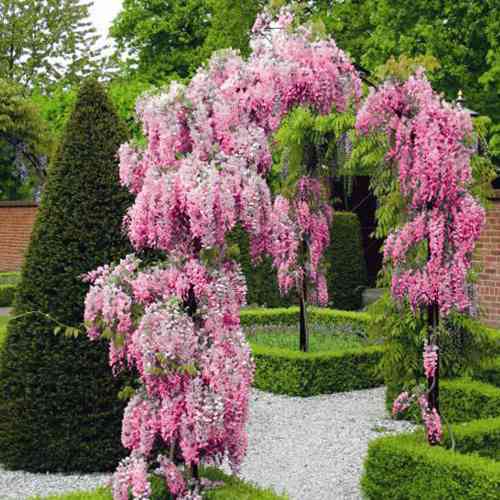 Саженцы глицинии Вистерия Розеа (черенкованная) - 1-летний Черновцы