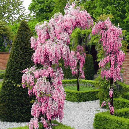 Саженцы глицинии Вистерия Розеа (черенкованная) - 1-летний Черновцы - изображение 1