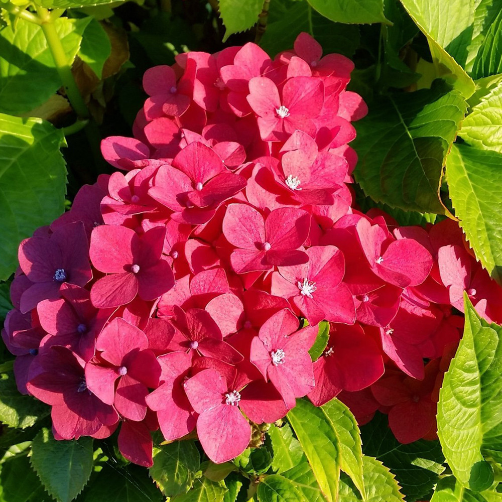 Саженцы гортензии Саксон Ратен (черенкованный) - 1-летний Черновцы - изображение 3