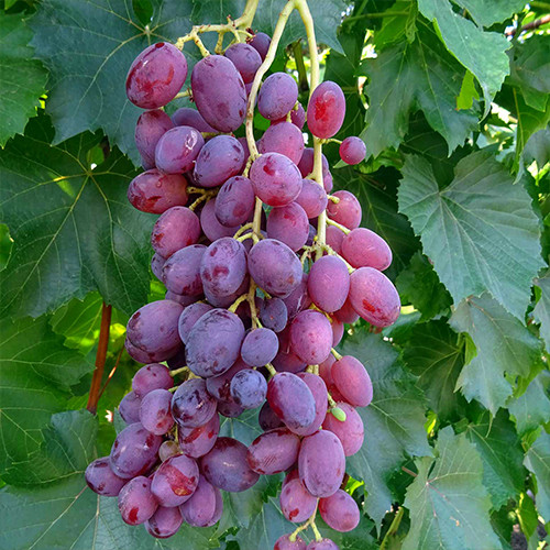 Саженцы винограда Малиновый Колокол (черенкованный) - 2-летний Черновцы - изображение 1