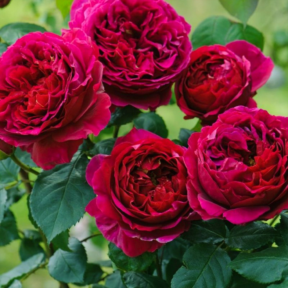 Саженцы английских пионовидных роз Фальстаф (привитый) Черновцы - изображение 2