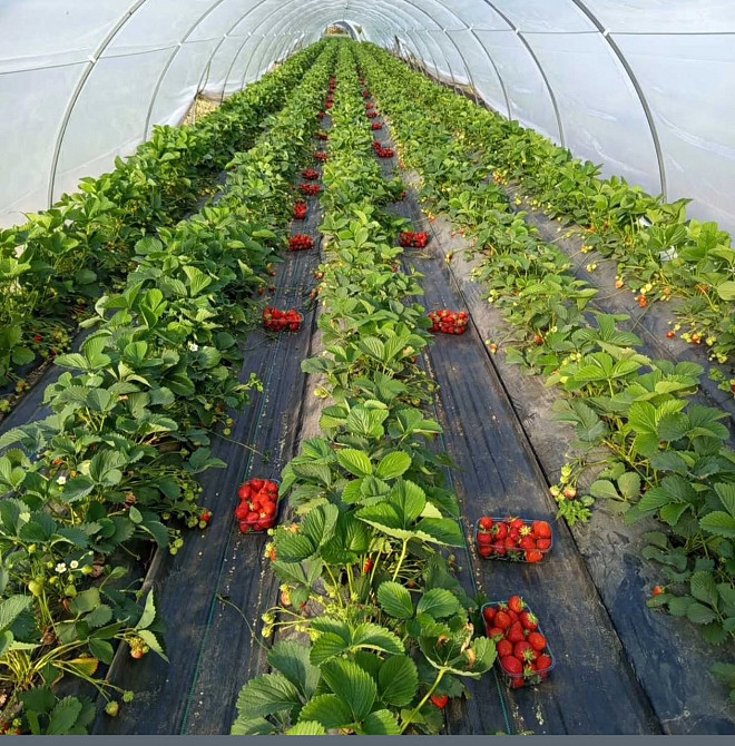 Агроволокно 50 г/м2 1.6х5 метрів чорне пакетоване для полуниці Дніпро - фото 7