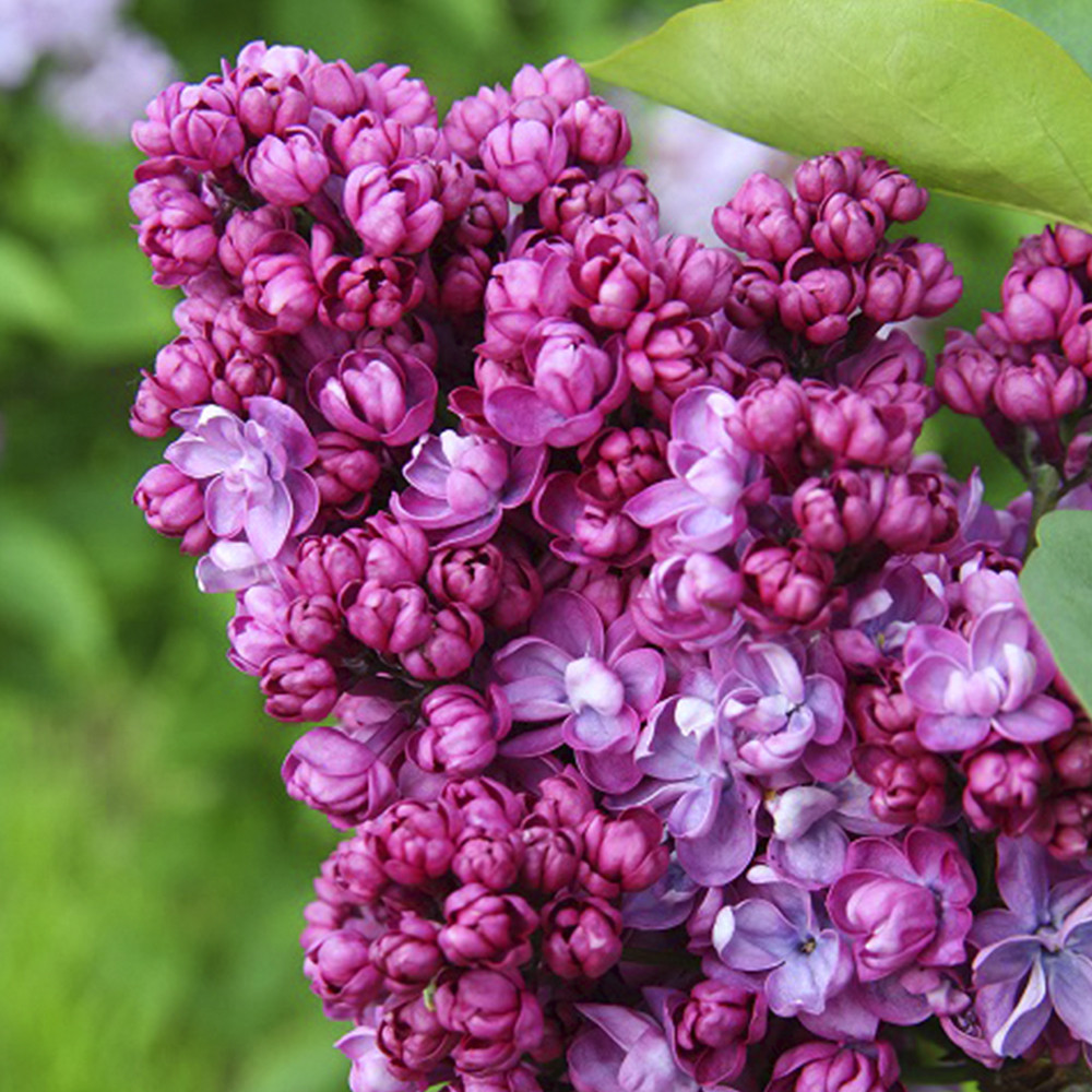 Саджанці бузку Прапор Леніна (привитий) Чернівці - фото 2