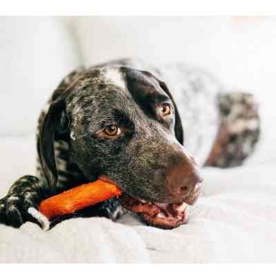 Игрушка для собак Petstages Mesquite Dogwood Ветка (с ароматом барбекю) 13.5 см (0700603301435) Вінниця