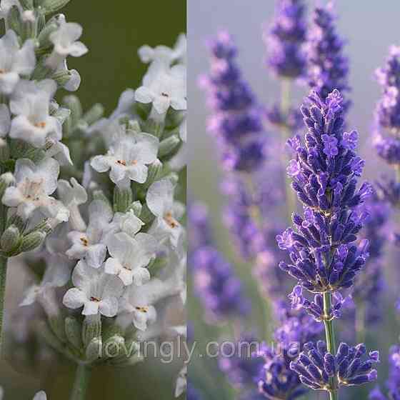 Саджанцы лавандина (пересорт) 2-х летние - Phenomenal и Edelweiss, лаванда фиолетовая или белая Ирпень