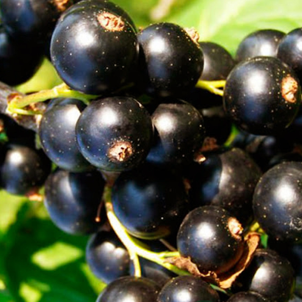 Саженцы смородины Бона Черновцы - изображение 1