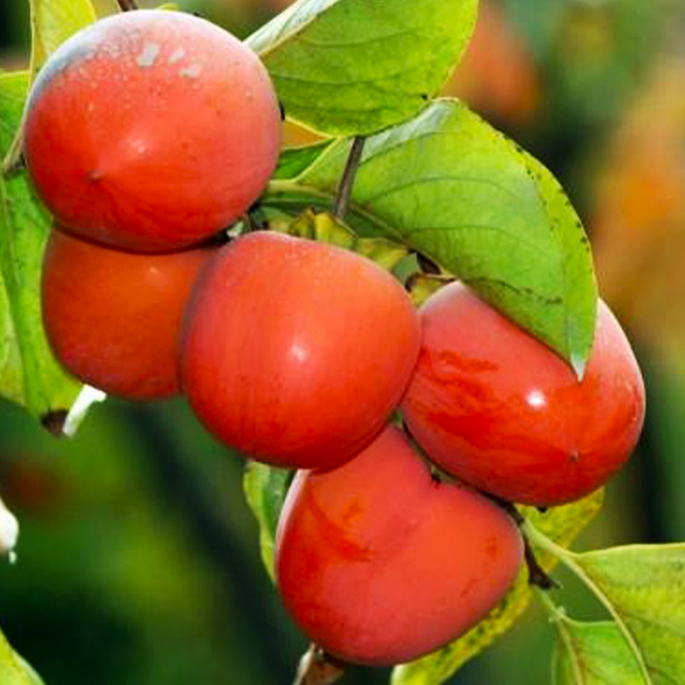 Саженцы хурмы Никитская Бордовая (привитый) - 3-летний Черновцы - изображение 2