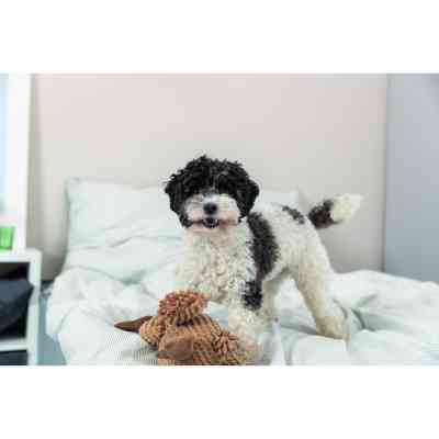 Игрушка для собак Trixie Гриф Густав Ткань и плюш 24 см (4011905359113) Винница