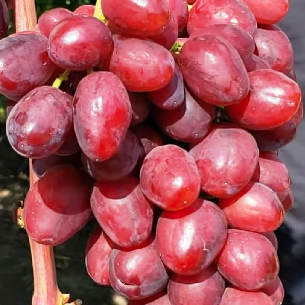 Саджанці винограду Велюр (черенкований) - 2-річний Чернівці - фото 1