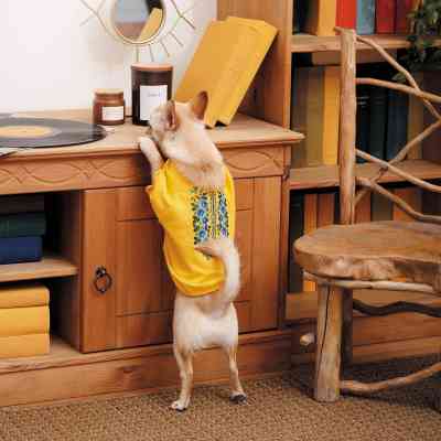 Футболка для тварин Pet Fashion Maria S2 (4823082430505) Вінниця