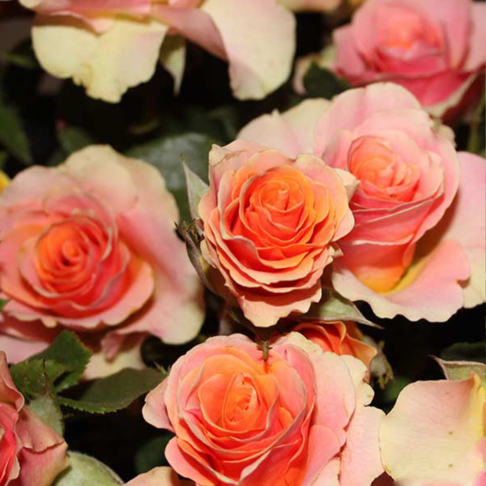 Саджанці бордюрних троянд Ізіс (привитий) Чернівці - фото 2