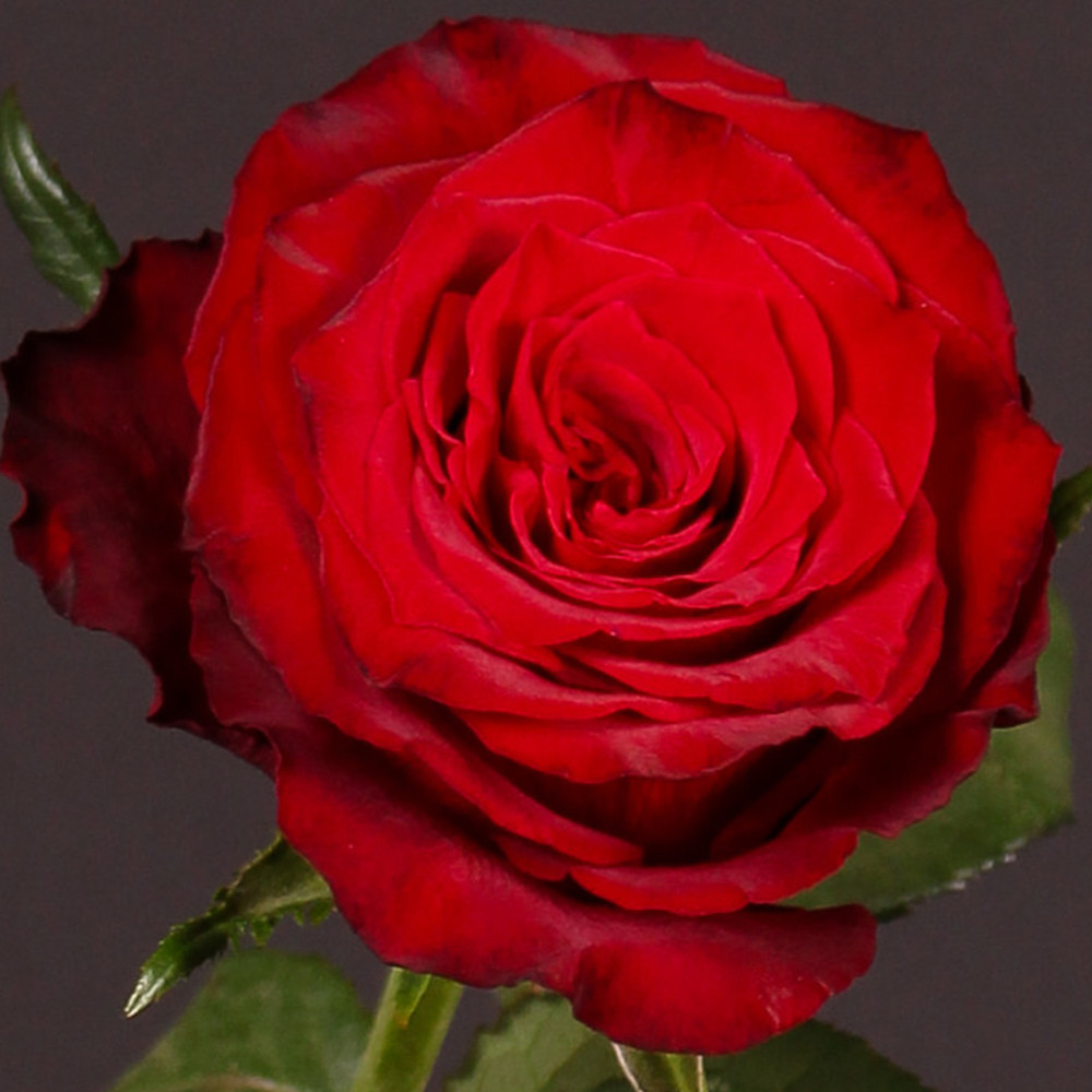 Саджанці чайно-гібридних троянд Хот Блад (привитий) Чернівці - фото 2