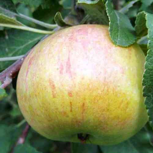 Саженцы яблони Медуница (привитый) - 2-летний Черновцы