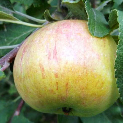 Саджанці яблуні Медуница (привитий) - 2-річний Чернівці - фото 2