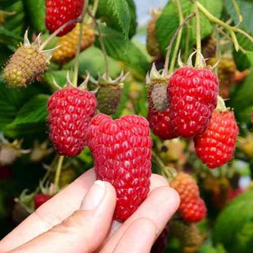 Саженцы малины Осенняя Красавица (черенкованный) - 1-летний Черновцы