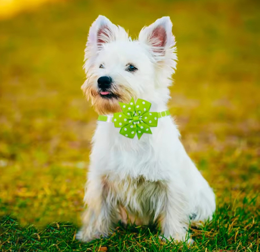 Бантик на шею для собак и котов one size салатово-белый Киев - изображение 2