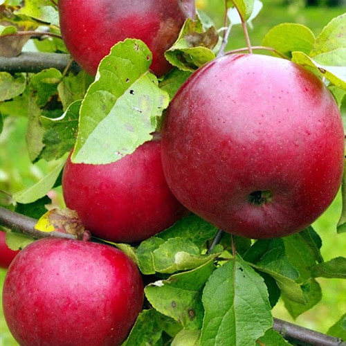 Саженцы яблони Жемчужина Киева (привитый) - 1-летний Черновцы - изображение 1