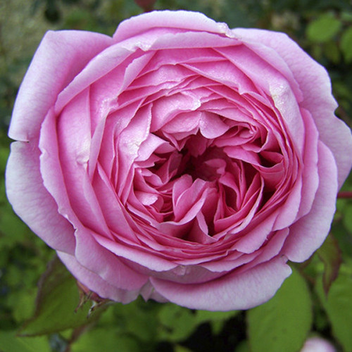 Саженцы роз Алан Тичмарш (привитый) - 2-летний Черновцы - изображение 1