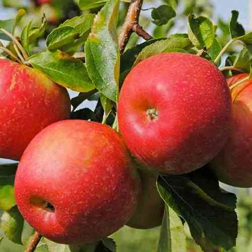 Саджанці яблуні Кортланд (привитий) - 1-річний Чернівці