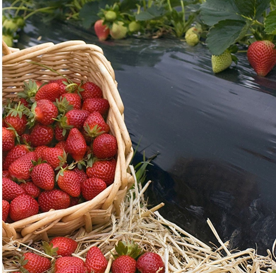 Пленка 40 мкм 1.20м* 1000м черная для  мульчирования почвы Днепр - изображение 9