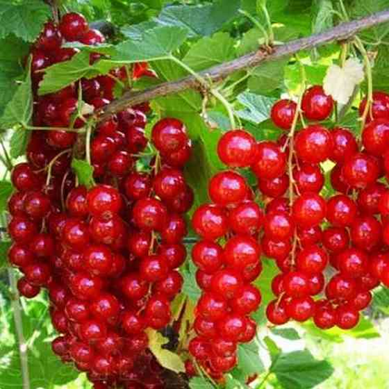 Саженцы смородины на штамбе Ровада (привитый) - 2-летний Черновцы