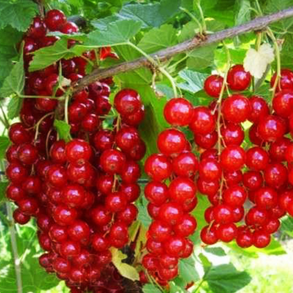 Саджанці смородини на штамбі Ровада (привитий) - 2-річний Чернівці - фото 4