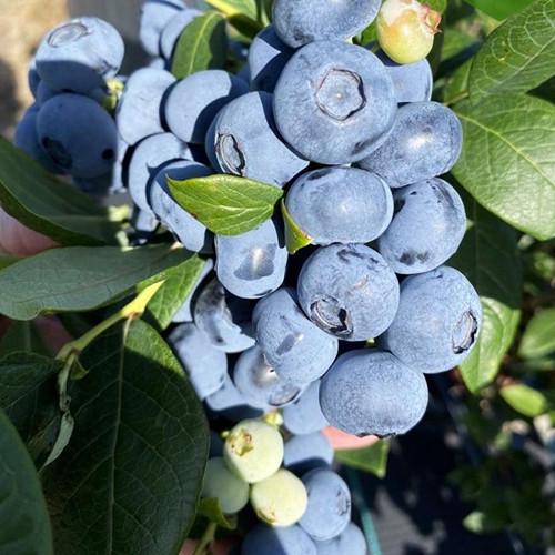 Саджанці лохини Ліберті (черенкований) - 3-річний Чернівці - фото 1