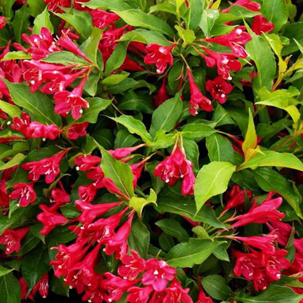 Саженцы вейгелы Красной (черенкований) Черновцы - изображение 2