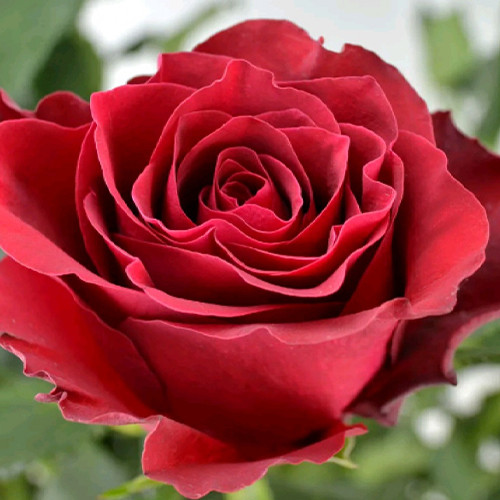 Саженцы роз Родос (привитый) - 2-летний Черновцы - изображение 1