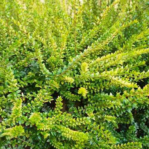 Саженцы жимолости Элегант (черенкованный) - 3-летний Черновцы