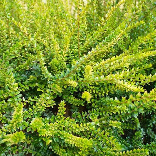 Саджанці жимолості Елегант (черенкований) - 3-річний Чернівці - фото 1