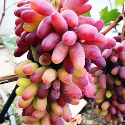 Саженцы винограда Карнавал (черенкованный) - 1-летний Черновцы - изображение 1