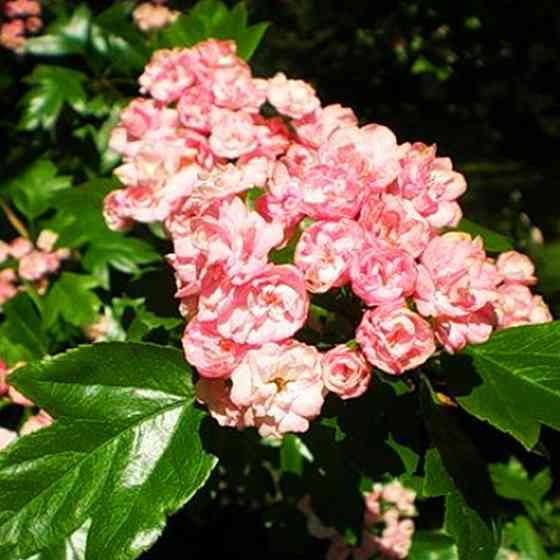 Саженцы боярышника Тобо (привитый) - 1-летний Черновцы